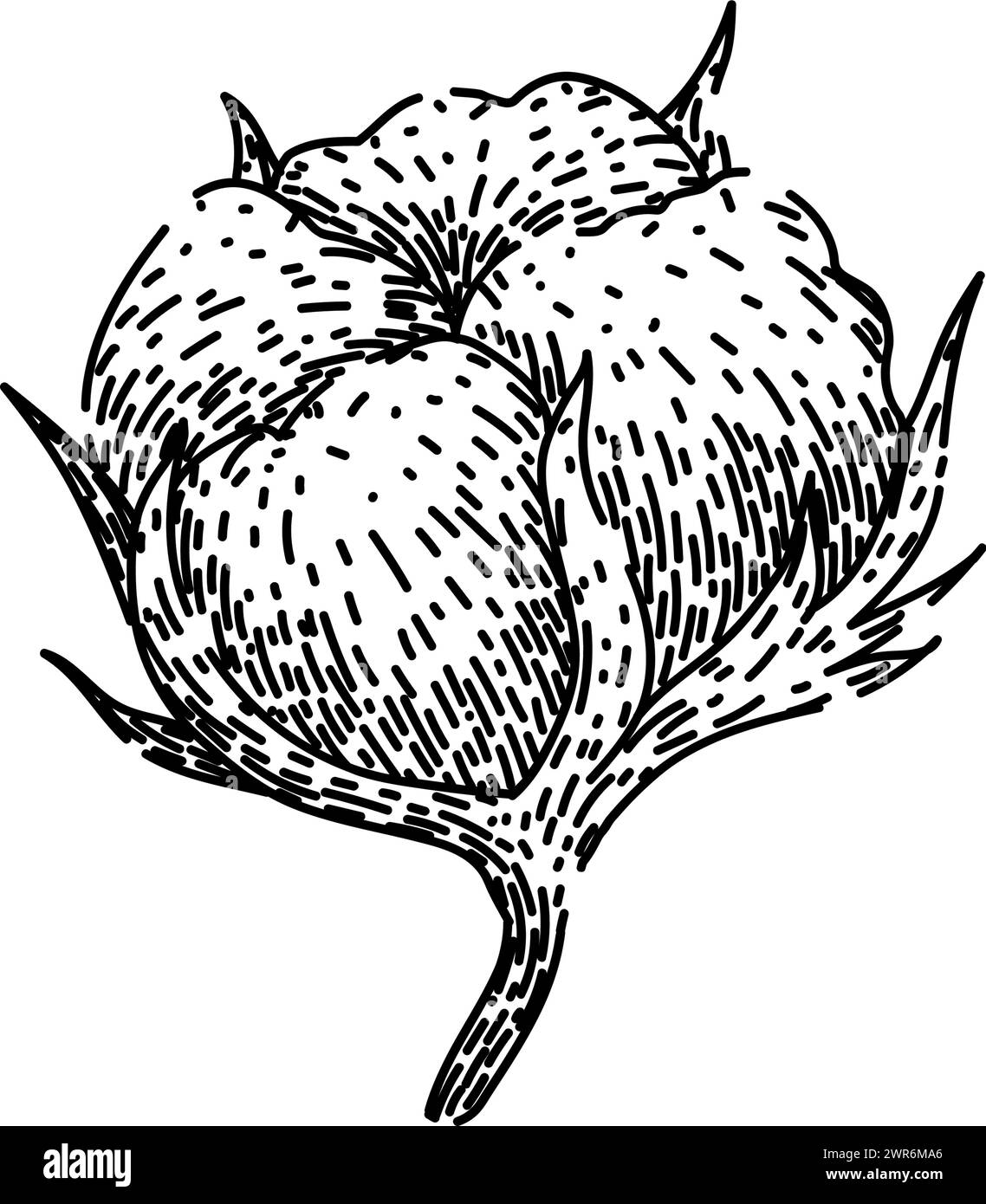 fleur coton croquis de plante vecteur dessiné à la main Illustration de Vecteur