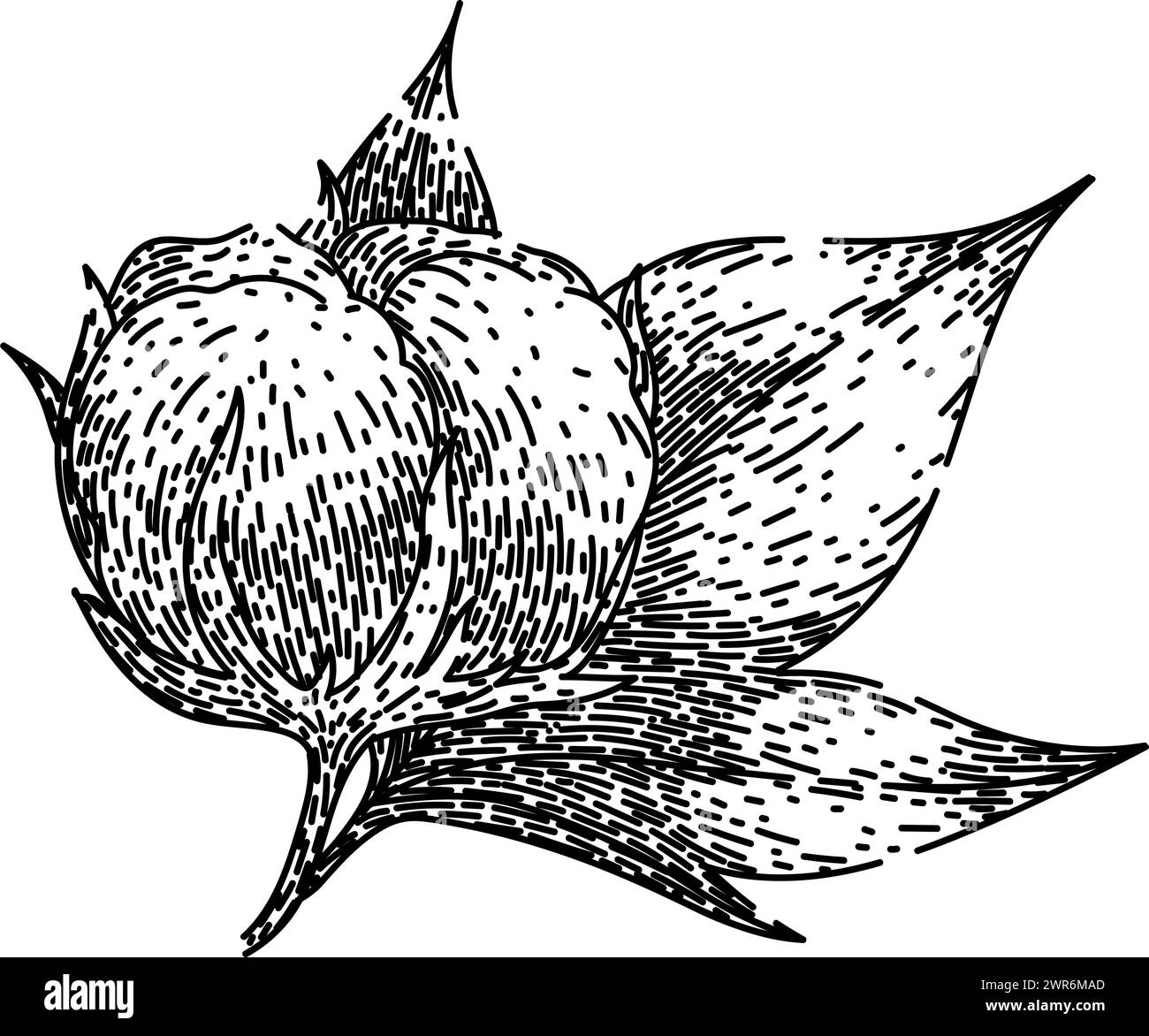 vecteur dessiné à la main par esquisse de plante de coton mouche Illustration de Vecteur