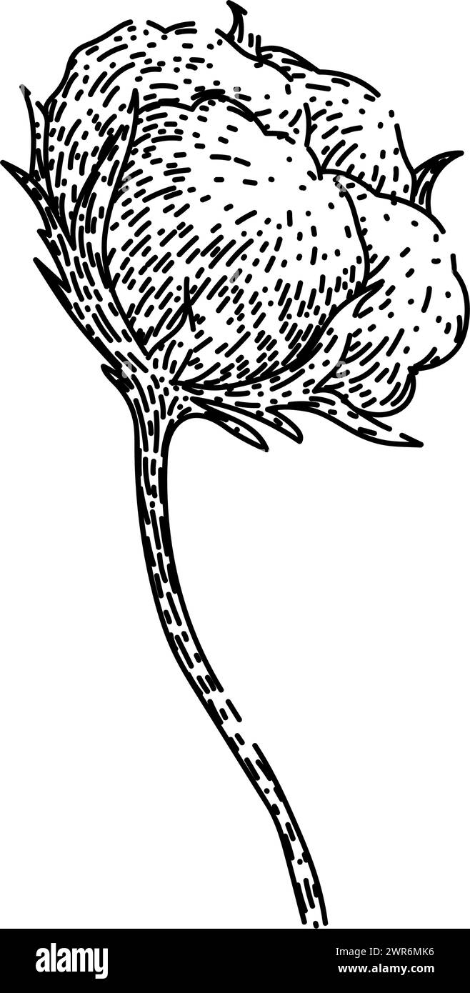 vecteur dessiné à la main par esquisse de plante de coton biologique Illustration de Vecteur