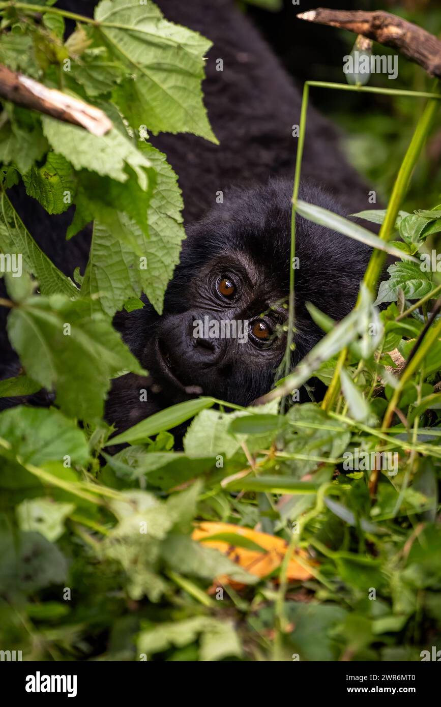 Bébé gorille, Gorilla berengei berengei, repose dans le sous-bois de la forêt impénétrable de Bwindi, en Ouganda. Banque D'Images