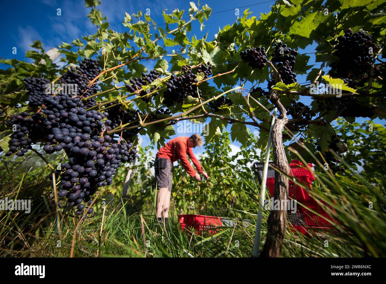 07/09/18 ***avec vidéo*** Kieran Smith. La cueillette des raisins commence à Amber Valley Wines à Wessington, Derbyshire. Le directeur général, Barry Lewis, a déclaré : Banque D'Images