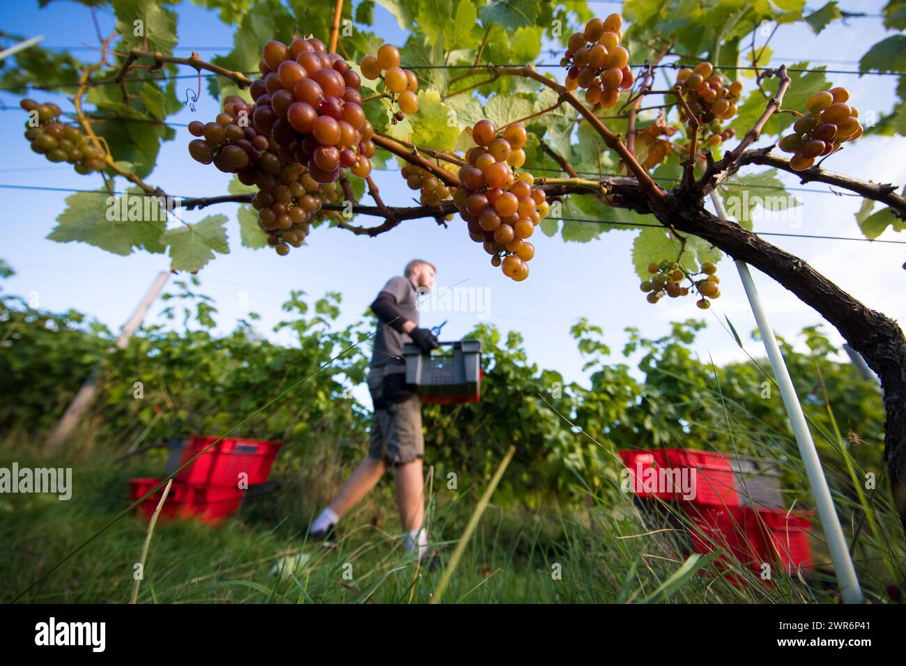 07/09/18 ***avec vidéo*** Connor Bradley. La cueillette des raisins commence à Amber Valley Wines à Wessington, Derbyshire. Directeur général, Barry Lewis, SAI Banque D'Images