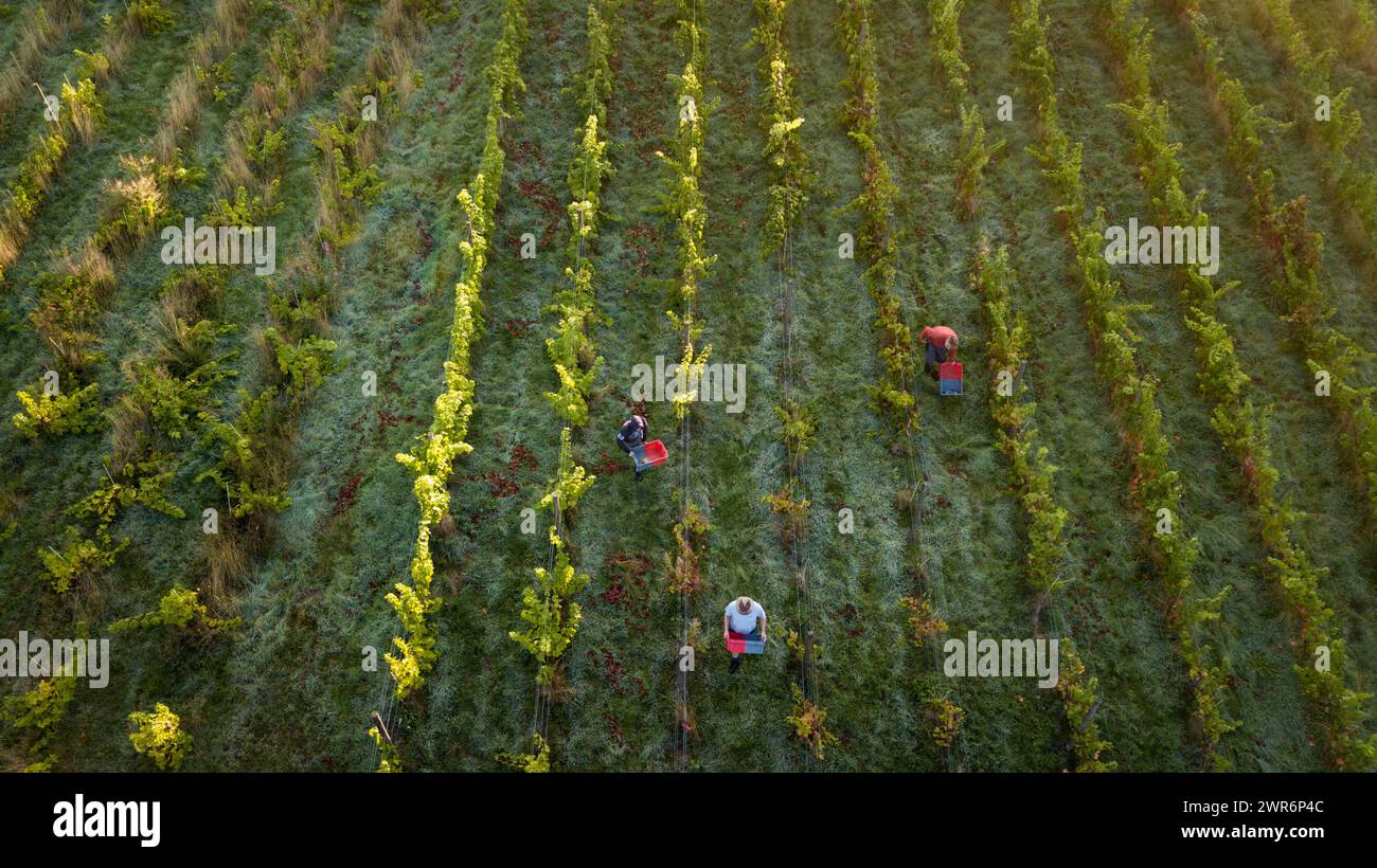 07/09/18 ***avec la vidéo*** la cueillette des raisins commence à Amber Valley Wines à Wessington, Derbyshire. Le directeur général, Barry Lewis, a déclaré : «L'été chaud Banque D'Images