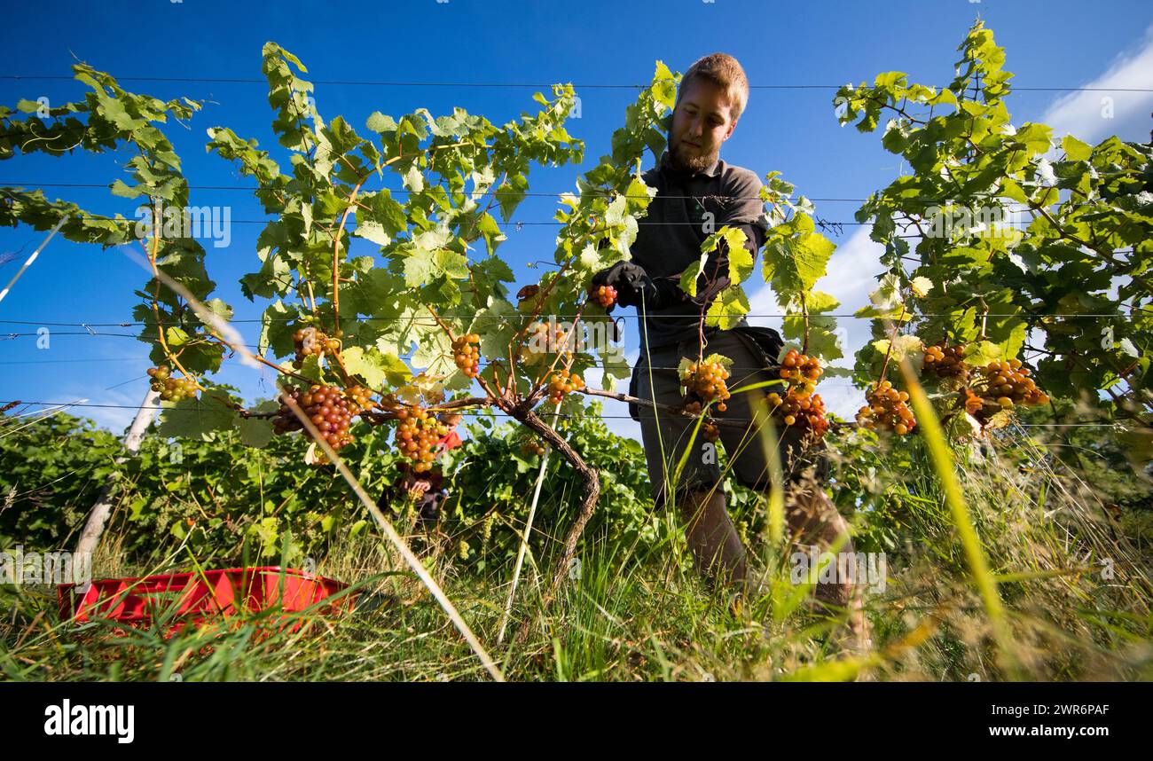 07/09/18 ***avec vidéo*** Connor Bradley. La cueillette des raisins commence à Amber Valley Wines à Wessington, Derbyshire. Directeur général, Barry Lewis, SAI Banque D'Images