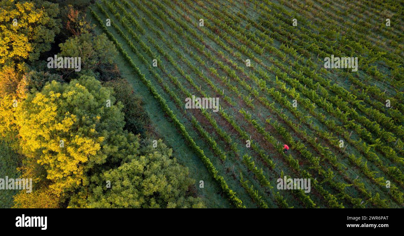 07/09/18 ***avec vidéo*** Kieran Smith. La cueillette des raisins commence à Amber Valley Wines à Wessington, Derbyshire. Le directeur général, Barry Lewis, a déclaré : Banque D'Images