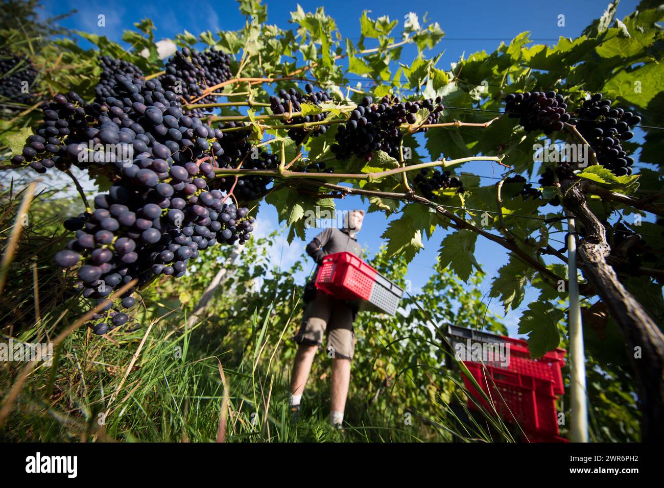 07/09/18 ***avec vidéo*** Connor Bradley. La cueillette des raisins commence à Amber Valley Wines à Wessington, Derbyshire. Directeur général, Barry Lewis, SAI Banque D'Images
