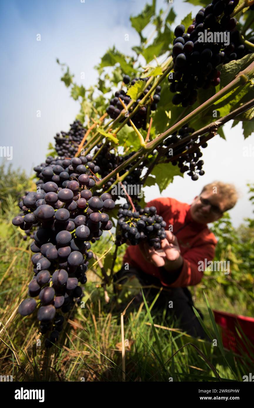 07/09/18 ***avec vidéo*** Kieran Smith. La cueillette des raisins commence à Amber Valley Wines à Wessington, Derbyshire. Le directeur général, Barry Lewis, a déclaré : Banque D'Images