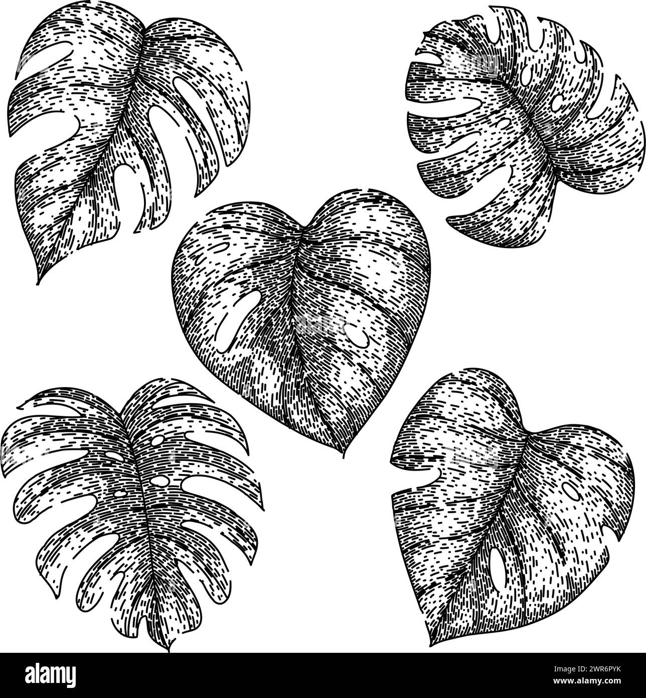 monstera leaf set esquisse de vecteur dessiné à la main Illustration de Vecteur