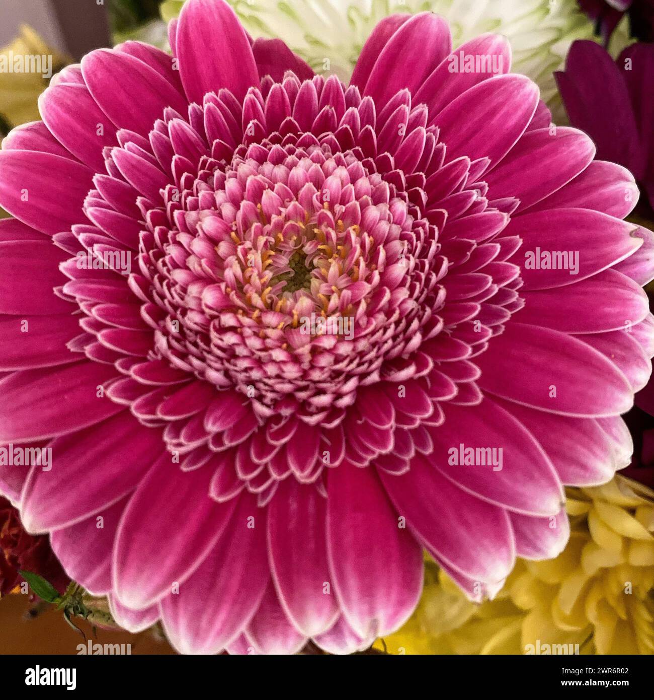 Une fleur rose et jaune vibrante avec un centre vert Banque D'Images