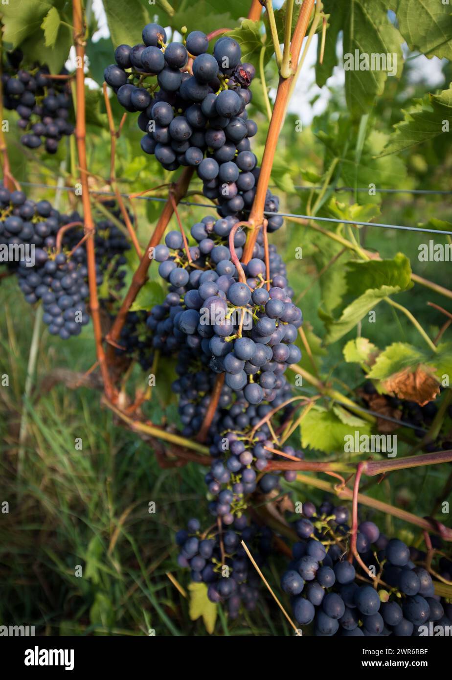 07/09/18 ***avec la vidéo*** la cueillette des raisins commence à Amber Valley Wines à Wessington, Derbyshire. Le directeur général, Barry Lewis, a déclaré : «L'été chaud Banque D'Images