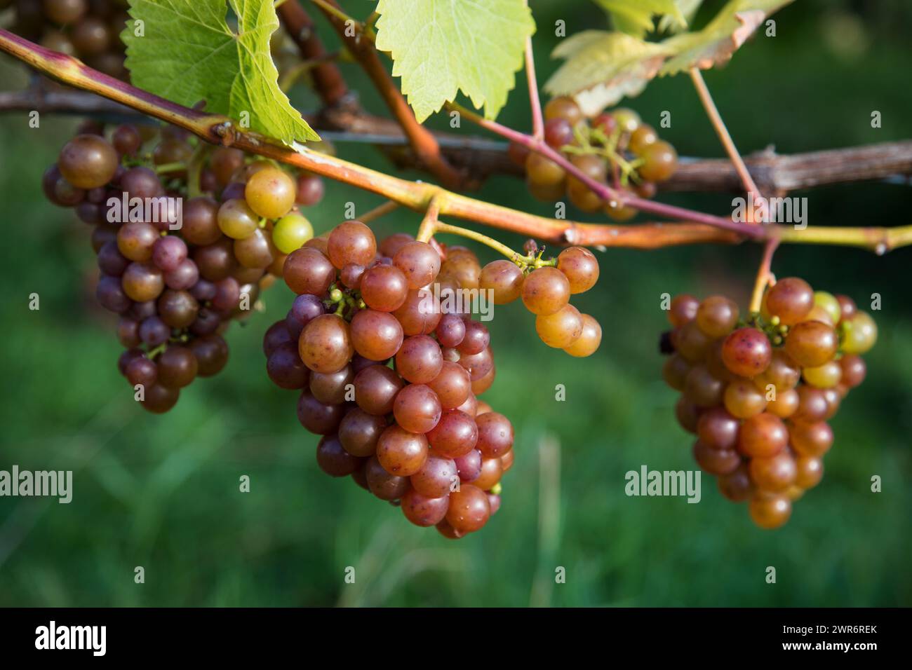 07/09/18 ***avec la vidéo*** la cueillette des raisins commence à Amber Valley Wines à Wessington, Derbyshire. Le directeur général, Barry Lewis, a déclaré : «L'été chaud Banque D'Images