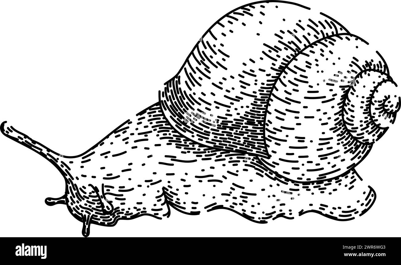 objet escargot esquisse vecteur dessiné à la main Illustration de Vecteur