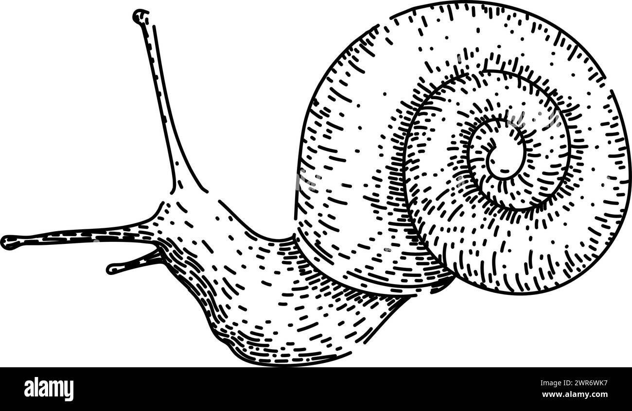 vecteur dessiné à la main par l'esquisse d'escargot de limace Illustration de Vecteur
