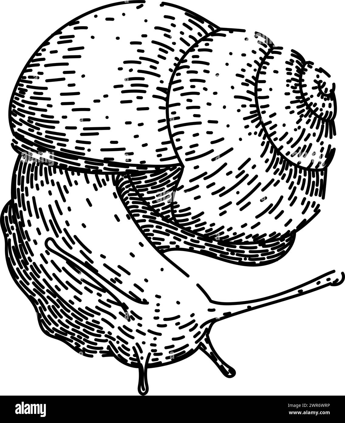 dessin d'escargot de jardin vecteur dessiné à la main Illustration de Vecteur