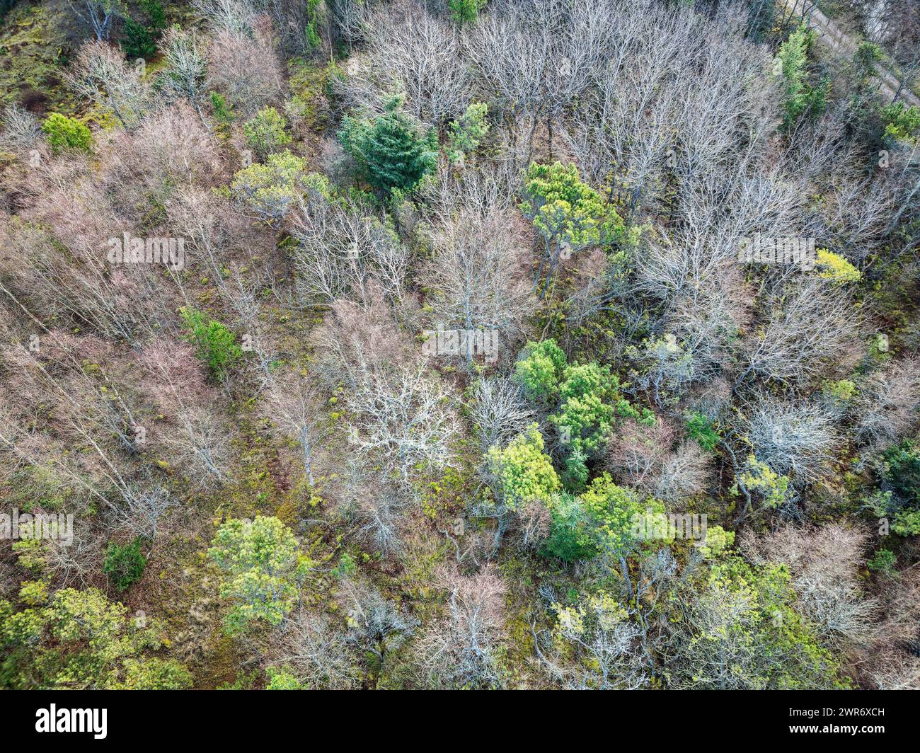 Forêt de plantation altérée dans le nord-ouest du Danemark Banque D'Images