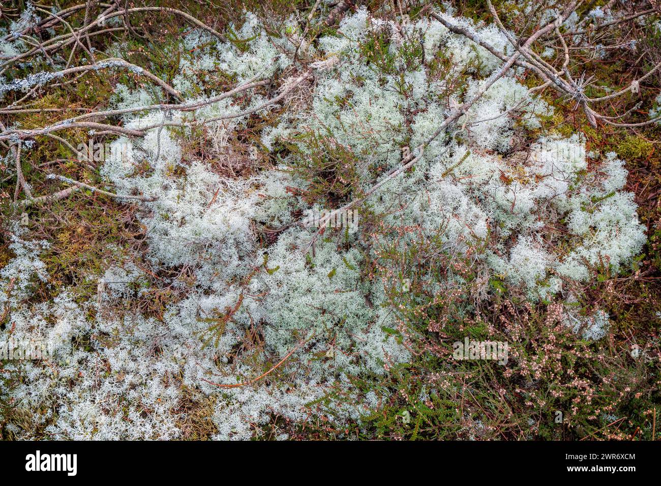 Forêt de plantation altérée dans le nord-ouest du Danemark Banque D'Images