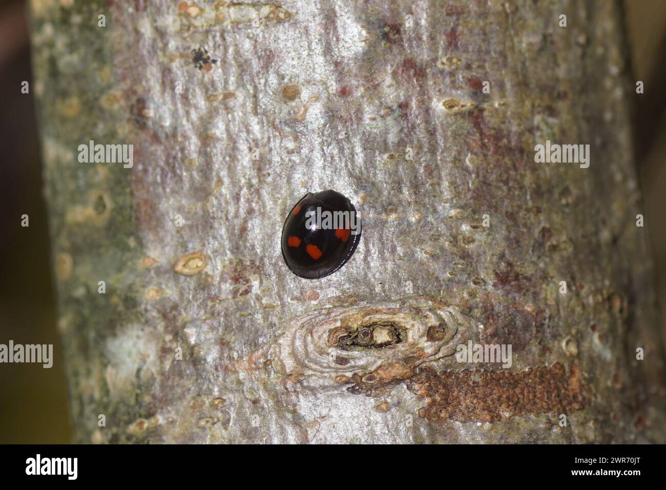 Coccinelle du pin (Exochomus quadripustulatus, Brumus quadripustulatus). Sous-famille Chilocorinae. Famille Coccinellidae. Sur une branche de chêne. Ressort Banque D'Images