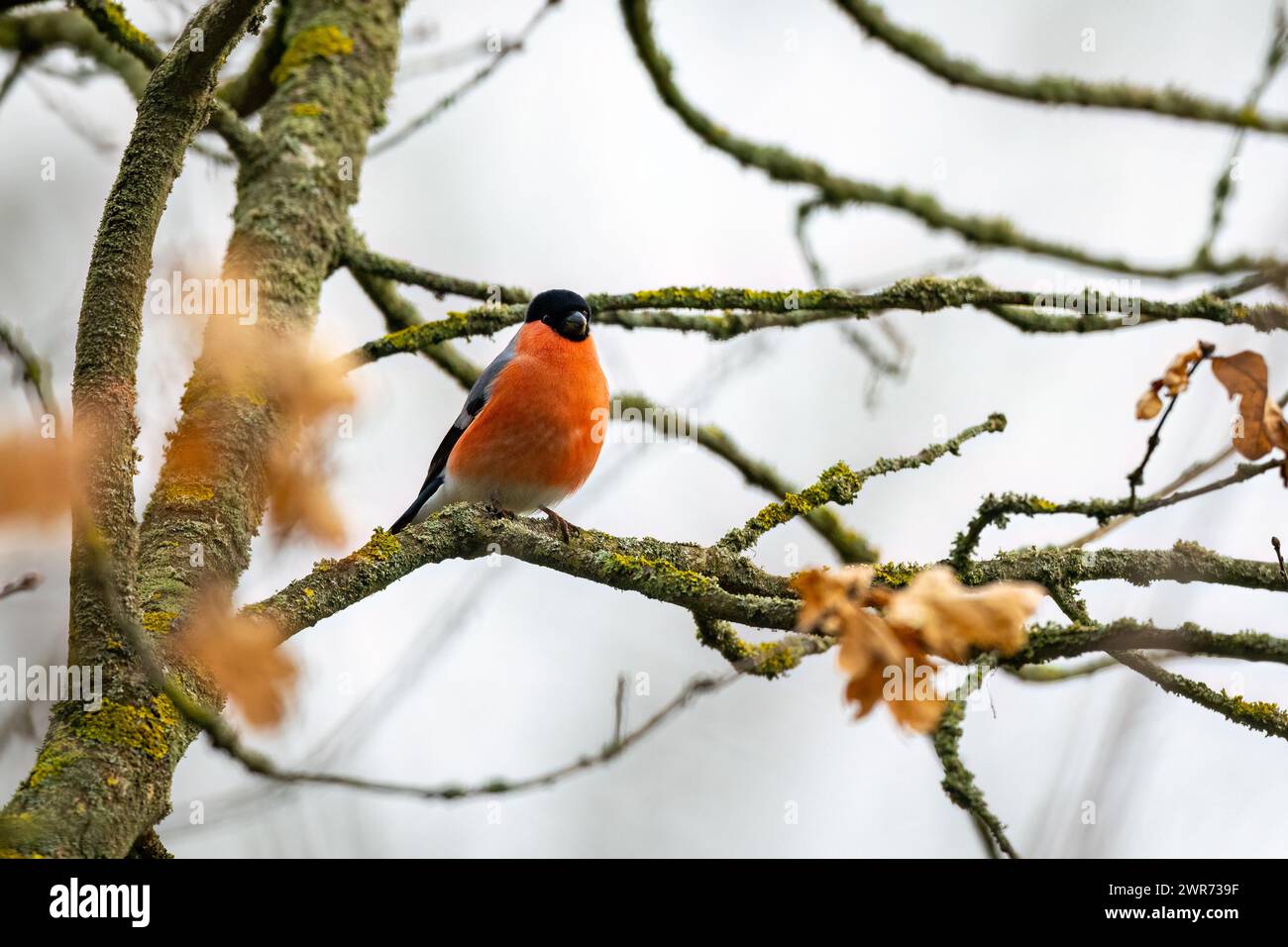 Un taureau eurasien commun dans un arbre Banque D'Images