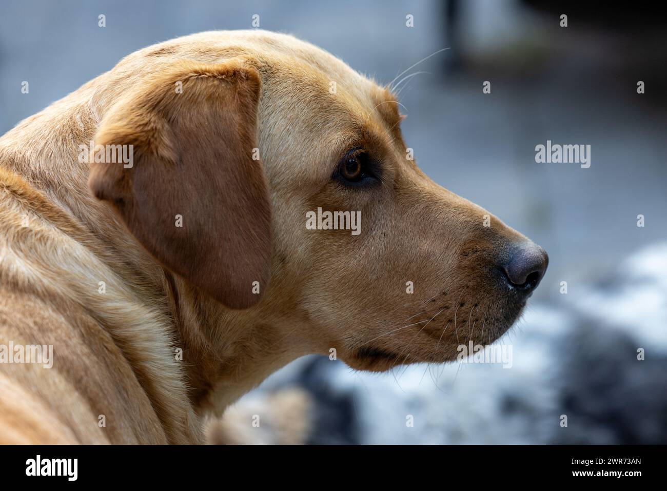 Cette image présente une vue de profil rapprochée d'un Labrador Retriever à l'allure réfléchie, avec son regard pointu dirigé vers la distance. Le pelage doré du chien est bien détaillé sur un arrière-plan à mise au point douce, ce qui fournit une toile de fond neutre qui met en valeur le sujet. L'éclairage sur la fourrure du chien révèle texture et profondeur, ajoutant à l'ambiance contemplative du portrait. Vue du profil du Labrador Retriever. Photo de haute qualité Banque D'Images