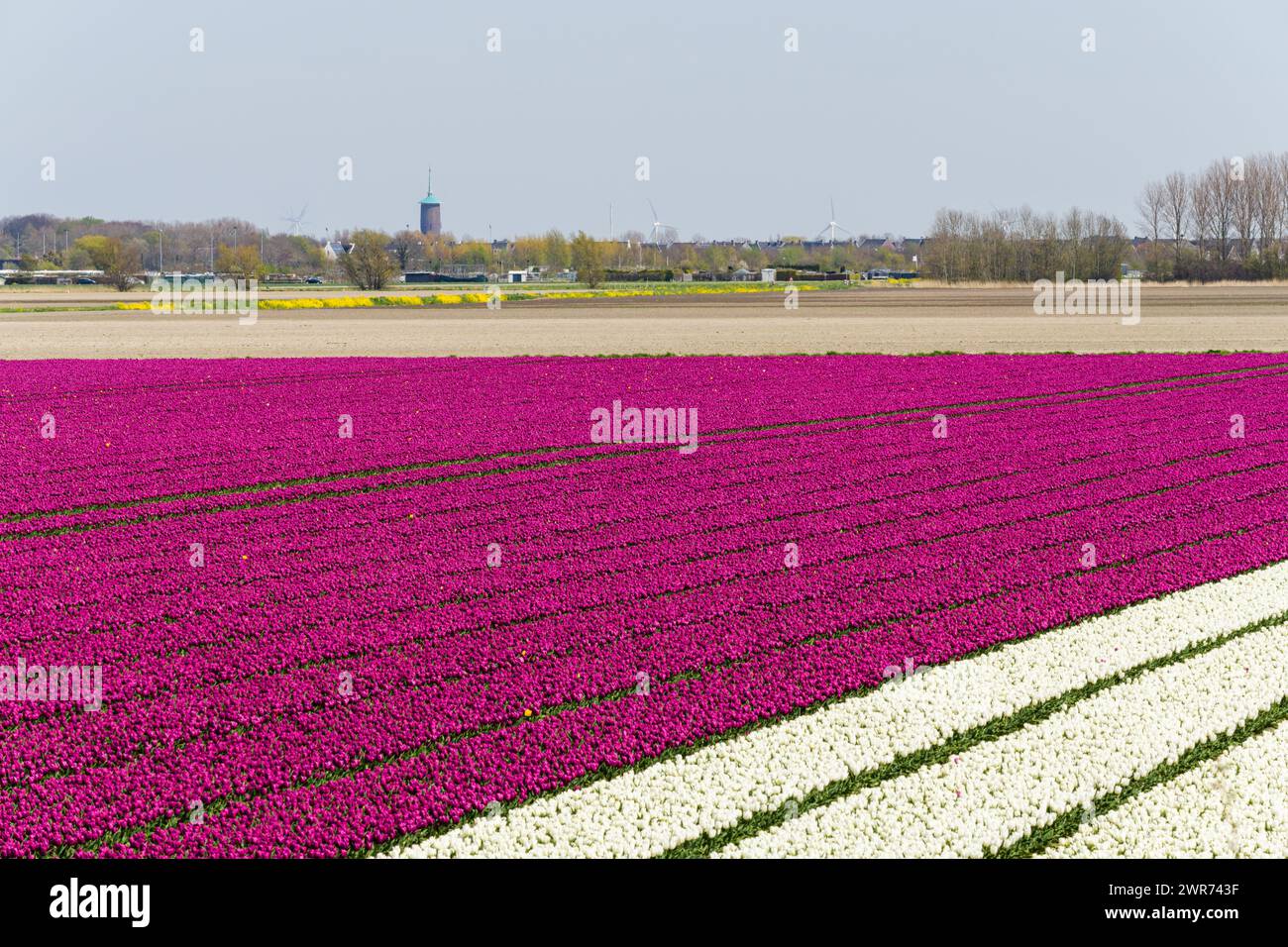 Tulipes fleuries dans un grand champ sur l'île de Goeree-Overflakkee aux pays-Bas. Le village Dirksland est en arrière-plan. Banque D'Images