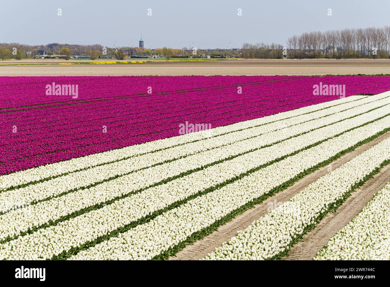Tulipes à fleurs blanches et violettes dans un grand champ sur l'île Goeree-Overflakkee aux pays-Bas. Le village Dirksland est en arrière-plan. Banque D'Images