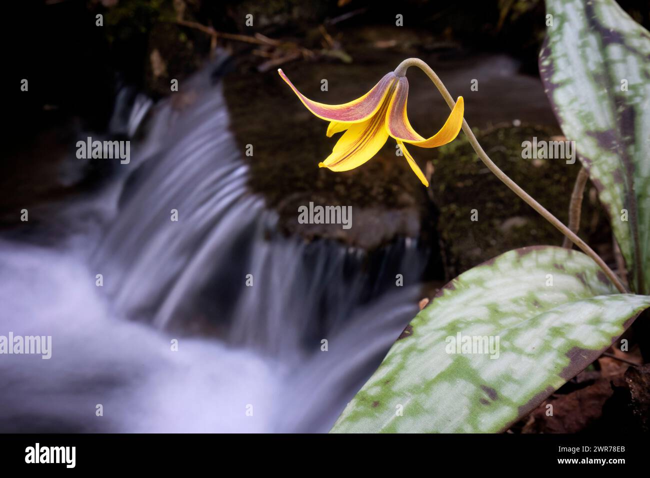 Truite Lily, Violet à dents de chien (Erythronium umbilicatum) avec ruisseau coulant en arrière-plan - Pisgah National Forest, Brevard, Caroline du Nord, États-Unis Banque D'Images