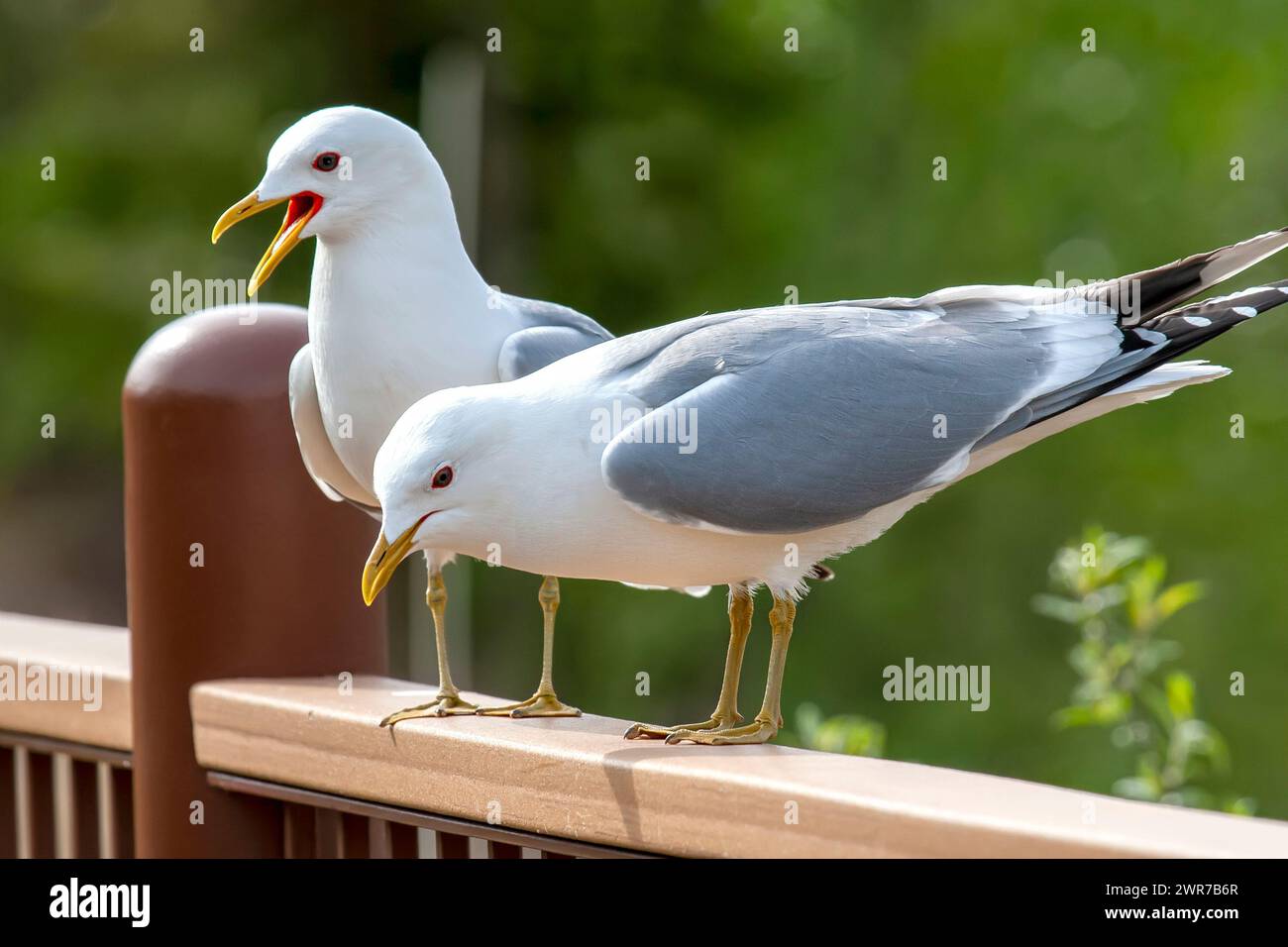 Paire de Goélands argentés en Alaska, abondante dans les régions côtières de l'Alaska Banque D'Images