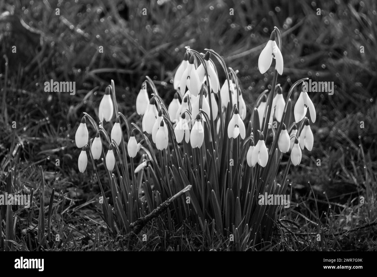 Gouttes de neige poussant à l'état sauvage dans la campagne du Herefordshire au Royaume-Uni. Février 2024. Banque D'Images