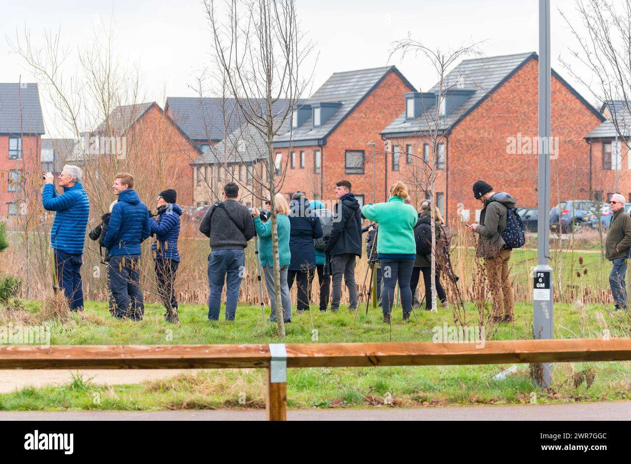 Les amateurs d'observation des oiseaux arrivent à Milton Keynes pour observer un troupeau de cires de Bohême qui ont migré de Scandinavie. Angleterre Royaume-Uni. Février 2024 Banque D'Images