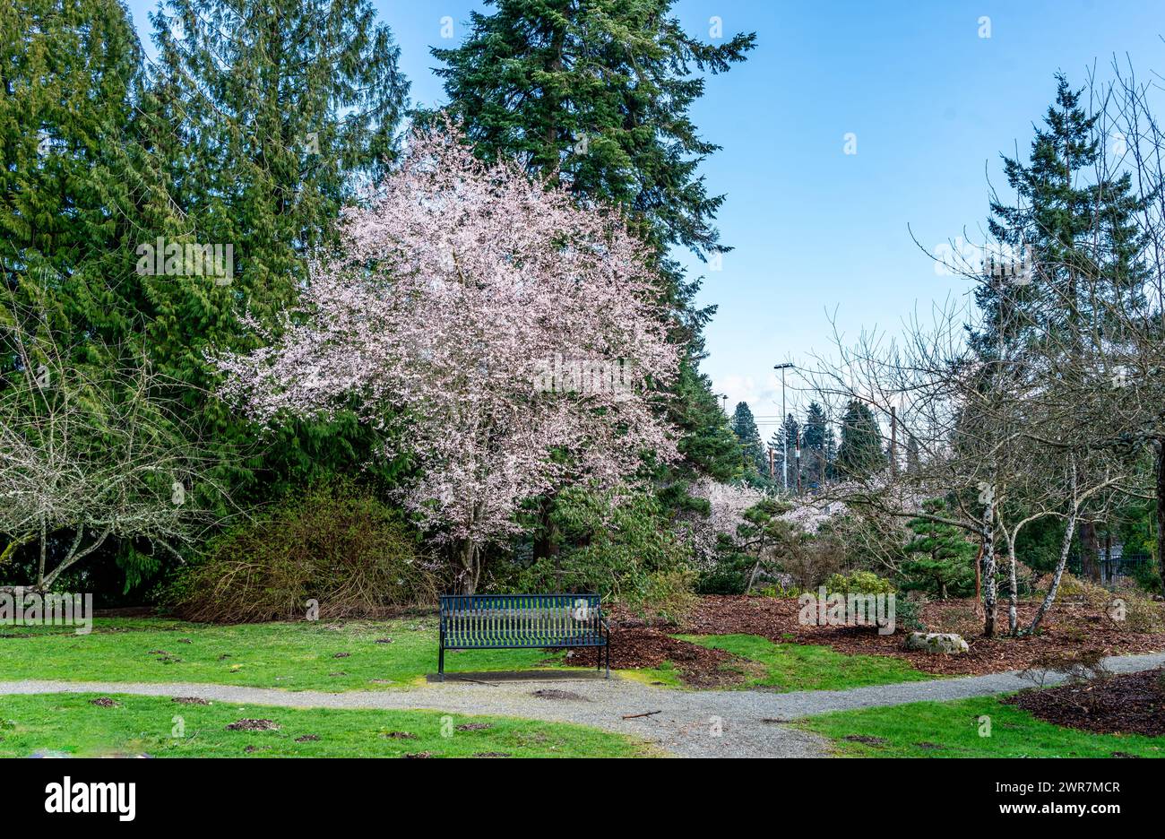 Un cerisier fleurit dans un jardin à Seatac, Washington. Banque D'Images