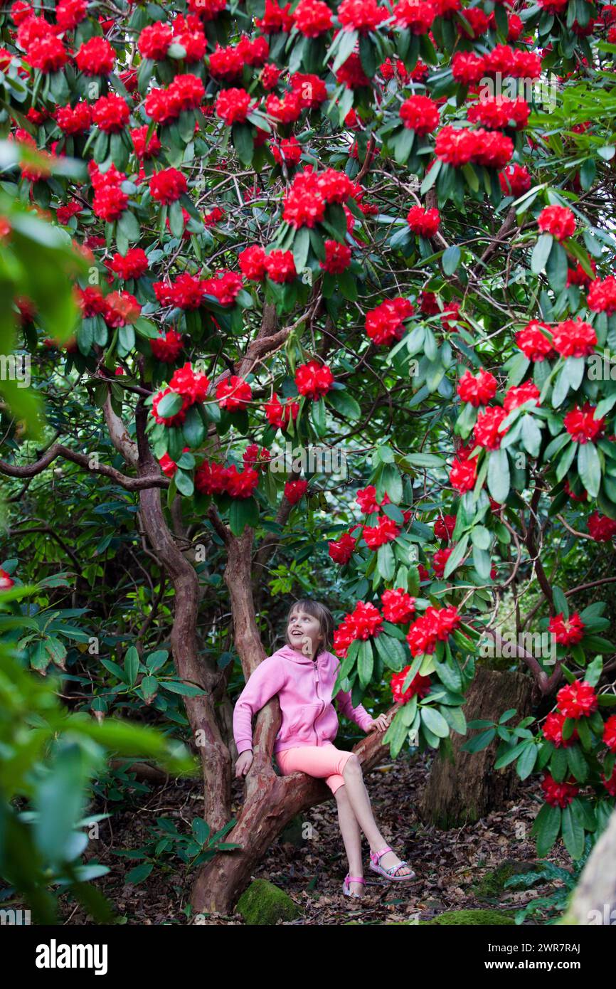 29/03/17 Freya Kirkpatrick admire les rhododendrons fleurissant à Lea Gardens près de Matlock, Derbyshire. Pete Tye, propriétaire du jardin, a dit : 'la Warme de la semaine dernière Banque D'Images