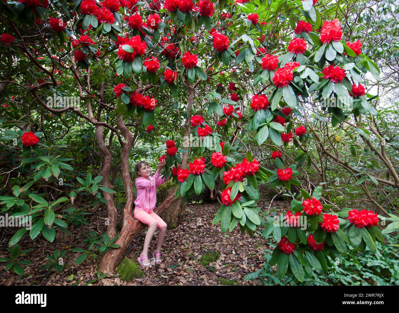 29/03/17 Freya Kirkpatrick admire les rhododendrons fleurissant à Lea Gardens près de Matlock, Derbyshire. Pete Tye, propriétaire du jardin, a dit : 'la Warme de la semaine dernière Banque D'Images