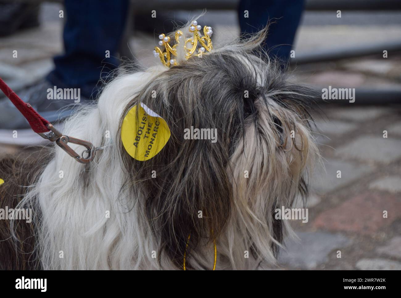 Londres, Angleterre, Royaume-Uni. 11 mars 2024. Un chien portant une couronne et des autocollants « abolir la monarchie » se joint à la manifestation. Les manifestants anti-monarchie du groupe Republic se sont rassemblés devant l'abbaye de Westminster alors que des dignitaires, y compris des membres de la famille royale, arrivent pour commémorer le jour du Commonwealth. (Crédit image : © Vuk Valcic/ZUMA Press Wire) USAGE ÉDITORIAL SEULEMENT! Non destiné à UN USAGE commercial ! Banque D'Images