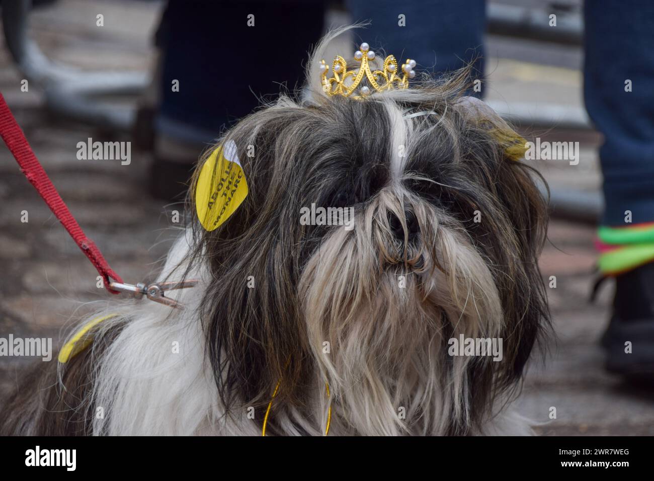 Londres, Angleterre, Royaume-Uni. 11 mars 2024. Un chien portant une couronne et des autocollants « abolir la monarchie » se joint à la manifestation. Les manifestants anti-monarchie du groupe Republic se sont rassemblés devant l'abbaye de Westminster alors que des dignitaires, y compris des membres de la famille royale, arrivent pour commémorer le jour du Commonwealth. (Crédit image : © Vuk Valcic/ZUMA Press Wire) USAGE ÉDITORIAL SEULEMENT! Non destiné à UN USAGE commercial ! Banque D'Images
