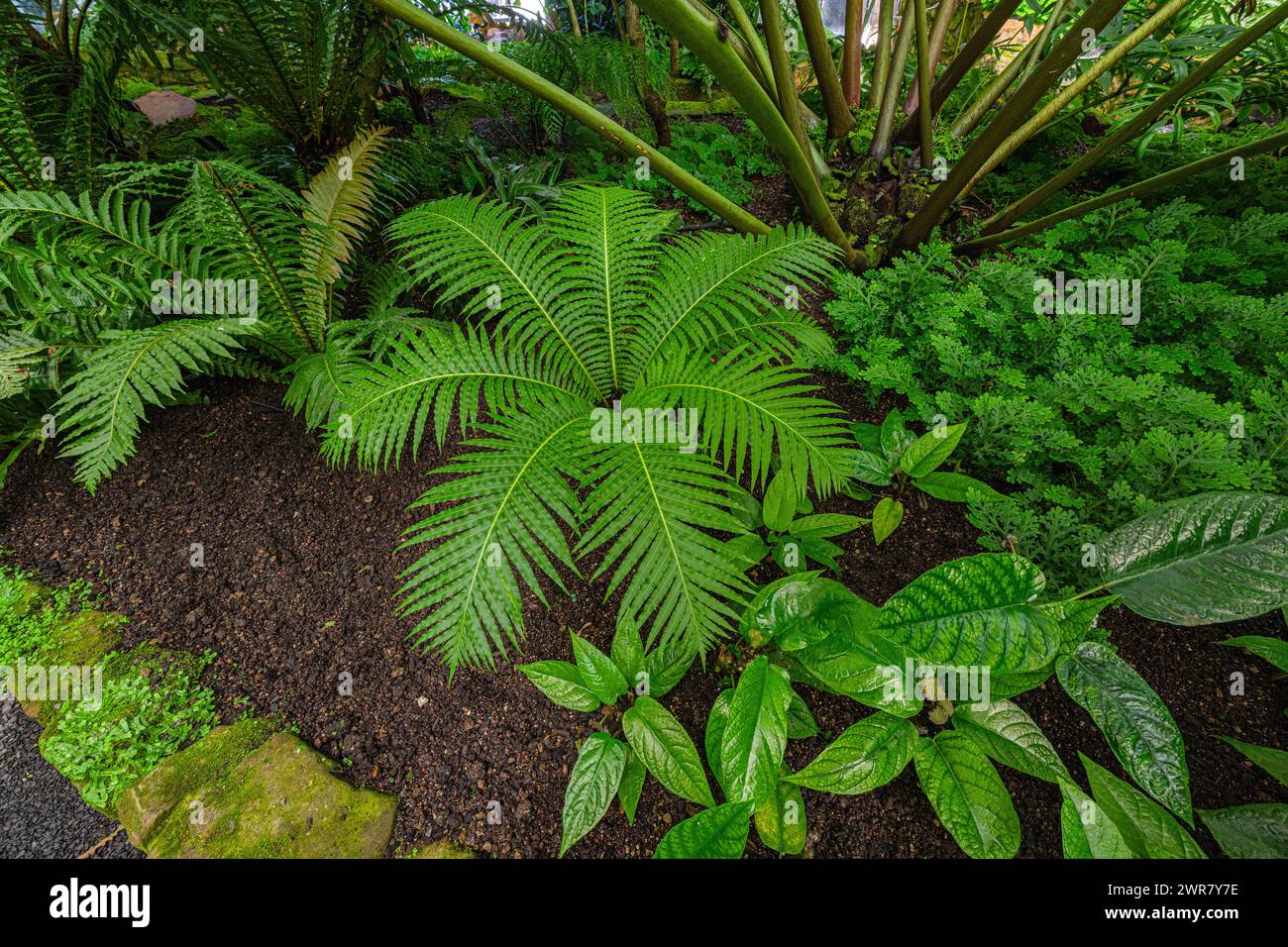 Le genre Blechnum gibbum appelé Silver lady ou Dwarf Tree Fern (Blechaceae) est une fougère ‚dur du genre Blechum de la famille des Blechaceae. Banque D'Images