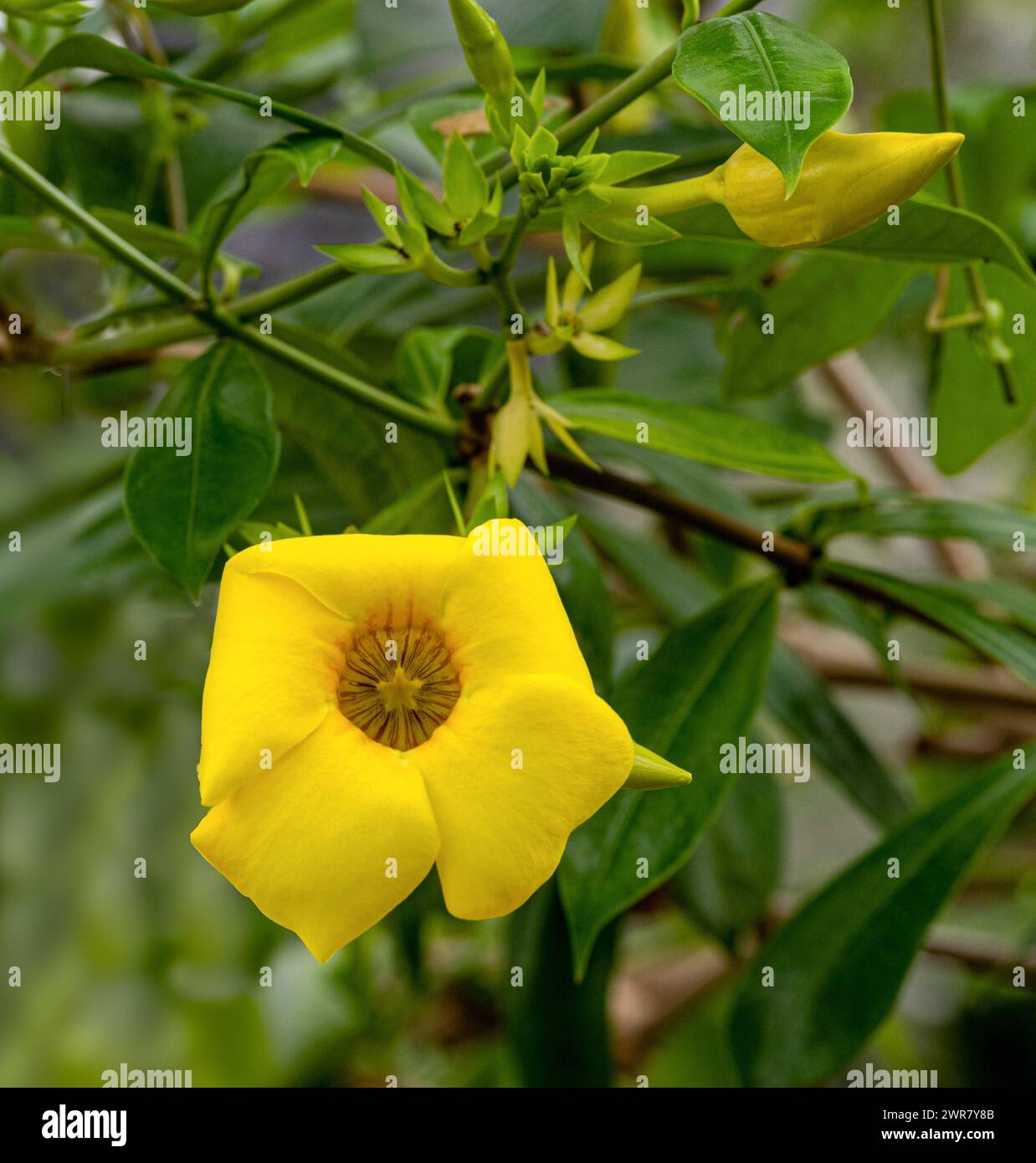 Belle fleur jaune trompette dorée, cloche jaune (Allamanda cathartica) Banque D'Images