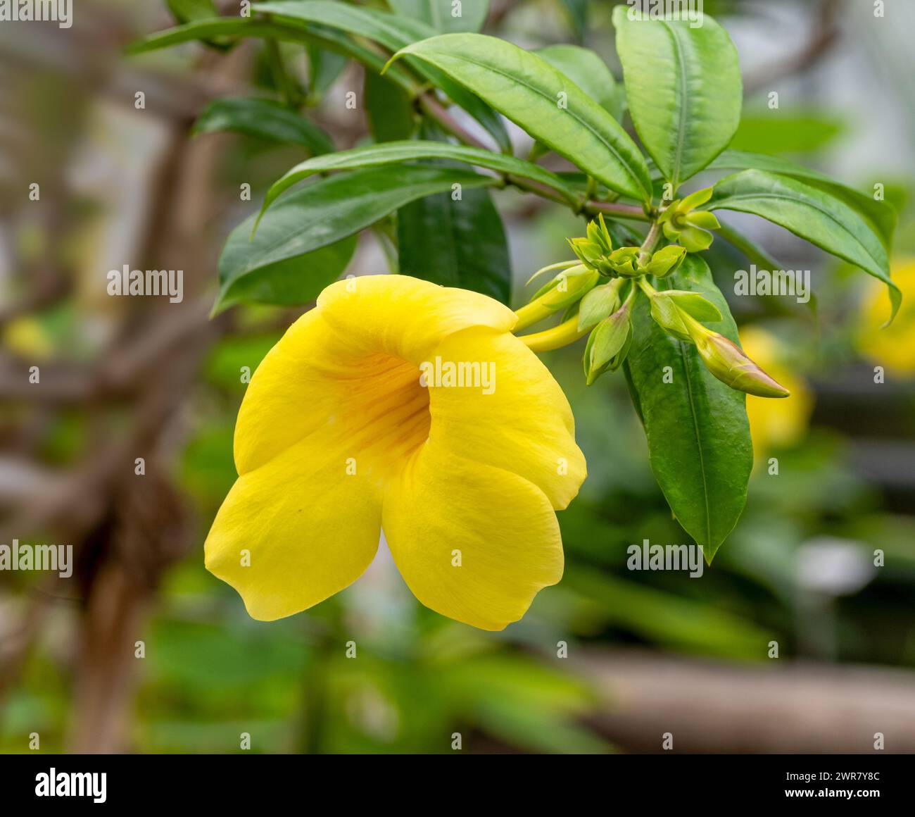 Belle fleur jaune trompette dorée, cloche jaune (Allamanda cathartica) Banque D'Images