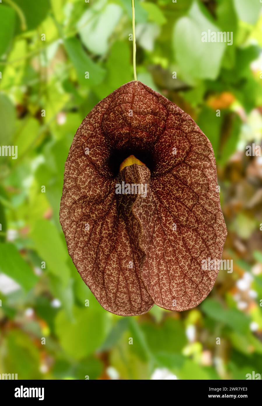 Fleur géante de Pelican ou pipe brésilienne de Dutchman (Aristolochia gigantea), fleurs, originaire du Brésil Banque D'Images
