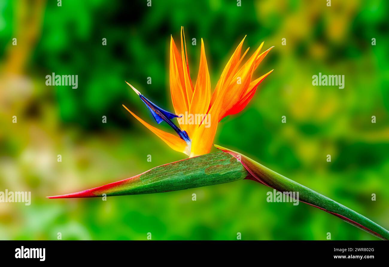 Fleur d'oiseau de paradis (Strelitzia reginae) en pleine floraison dans le jardin tropical Banque D'Images