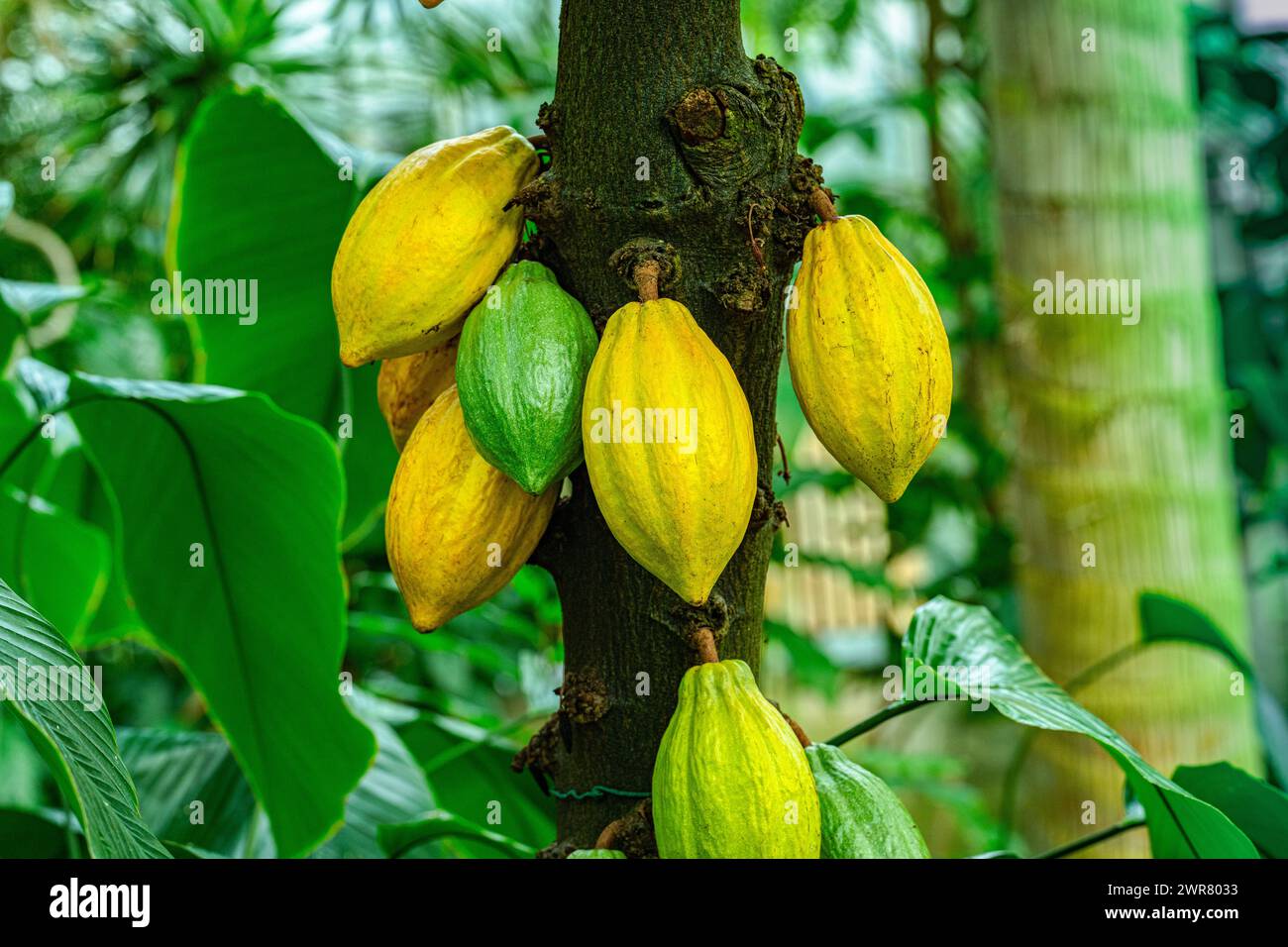 Le cacao ou le cacao (Theobroma cacao) est un arbre à feuilles persistantes originaire de l'Amérique tropicale. Banque D'Images