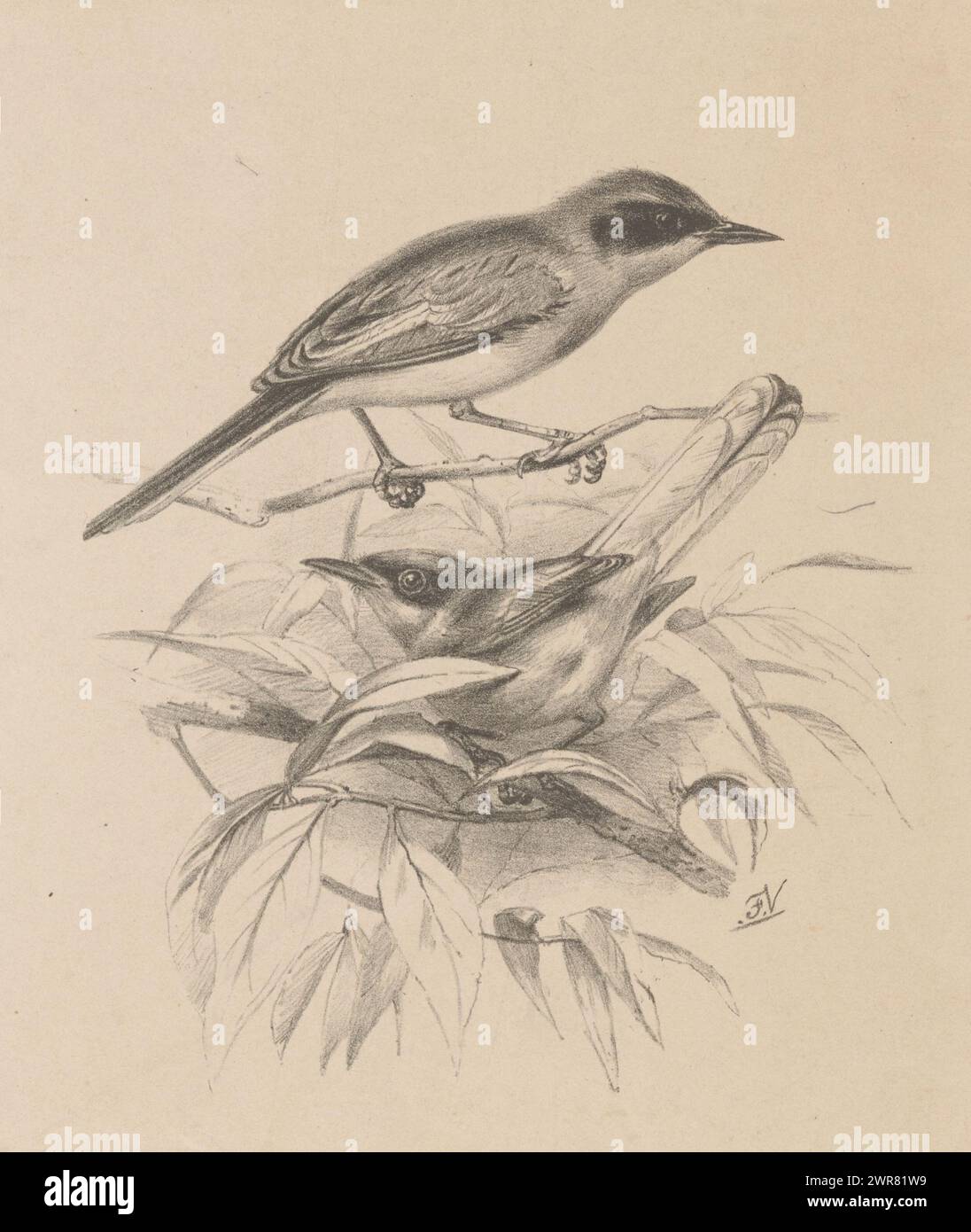 Deux petits oiseaux sur une branche, imprimeur : Floris Verster, 1871 - 1927, papier, hauteur 228 mm × largeur 164 mm, impression Banque D'Images