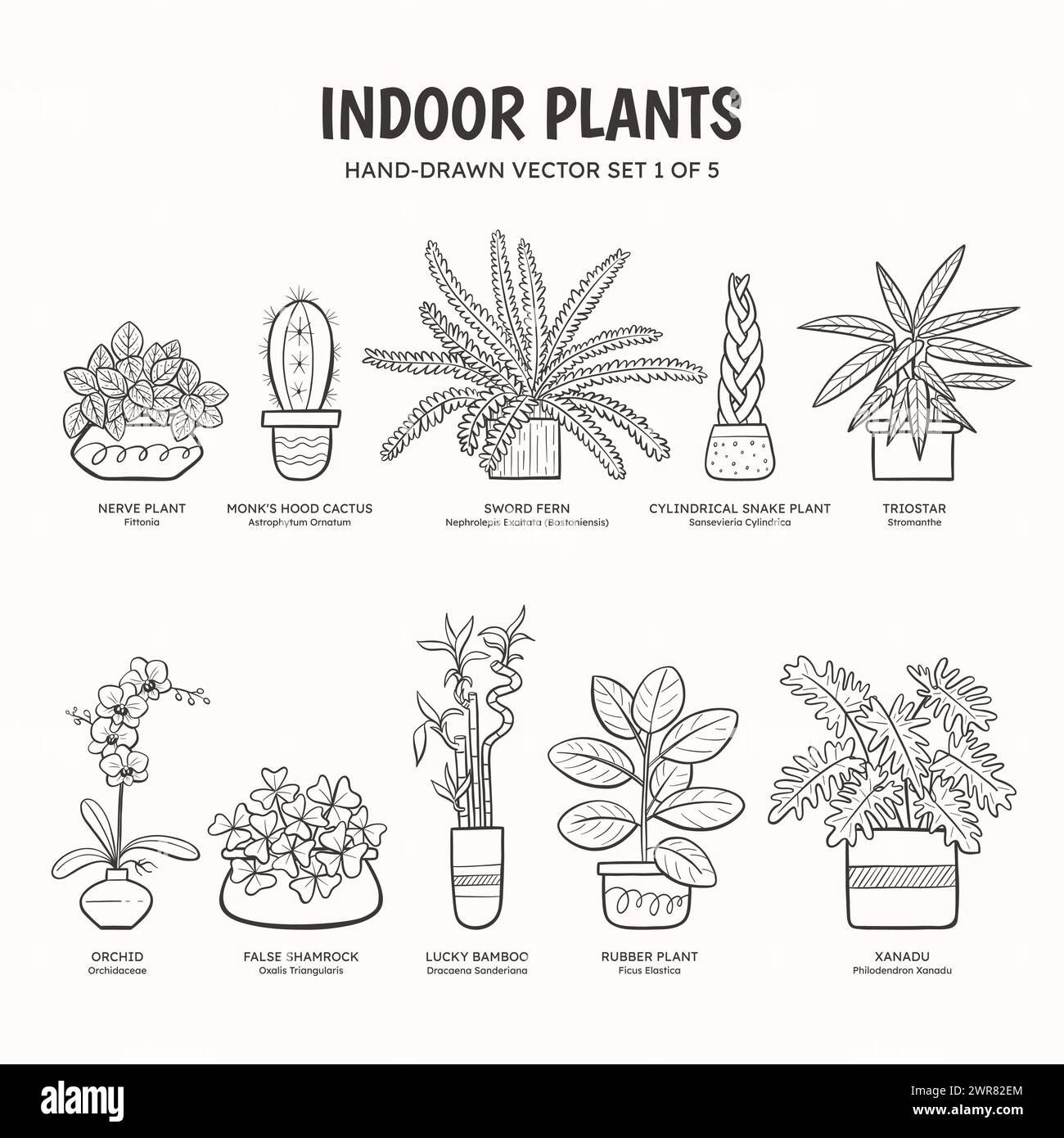 Collection de plantes de doodle pour les espaces intérieurs. Plantes tropicales, plantes succulentes et cactus. Noms anglais et scientifiques sous le dessin de la plante. Jeu 1 de Illustration de Vecteur