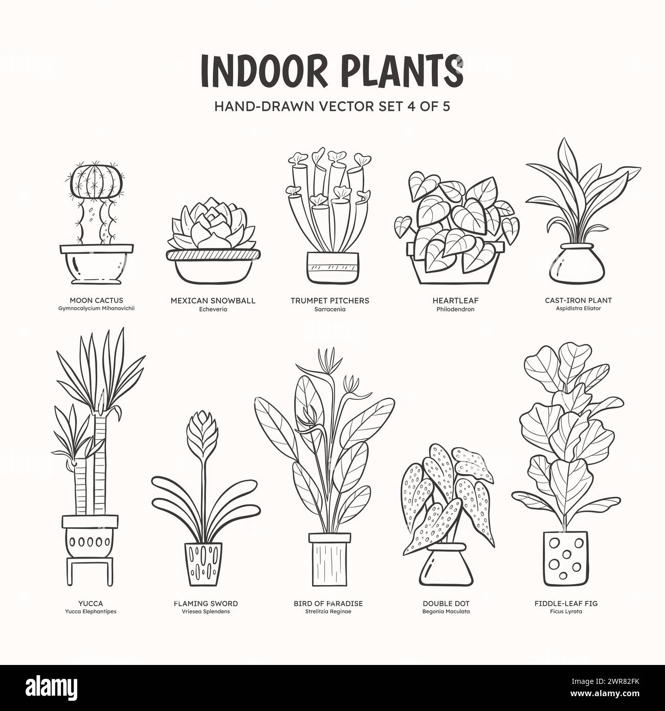 Collection de plantes de doodle pour les espaces intérieurs. Plantes tropicales, plantes succulentes et cactus. Noms anglais et scientifiques sous le dessin de la plante. Jeu 4 de Illustration de Vecteur