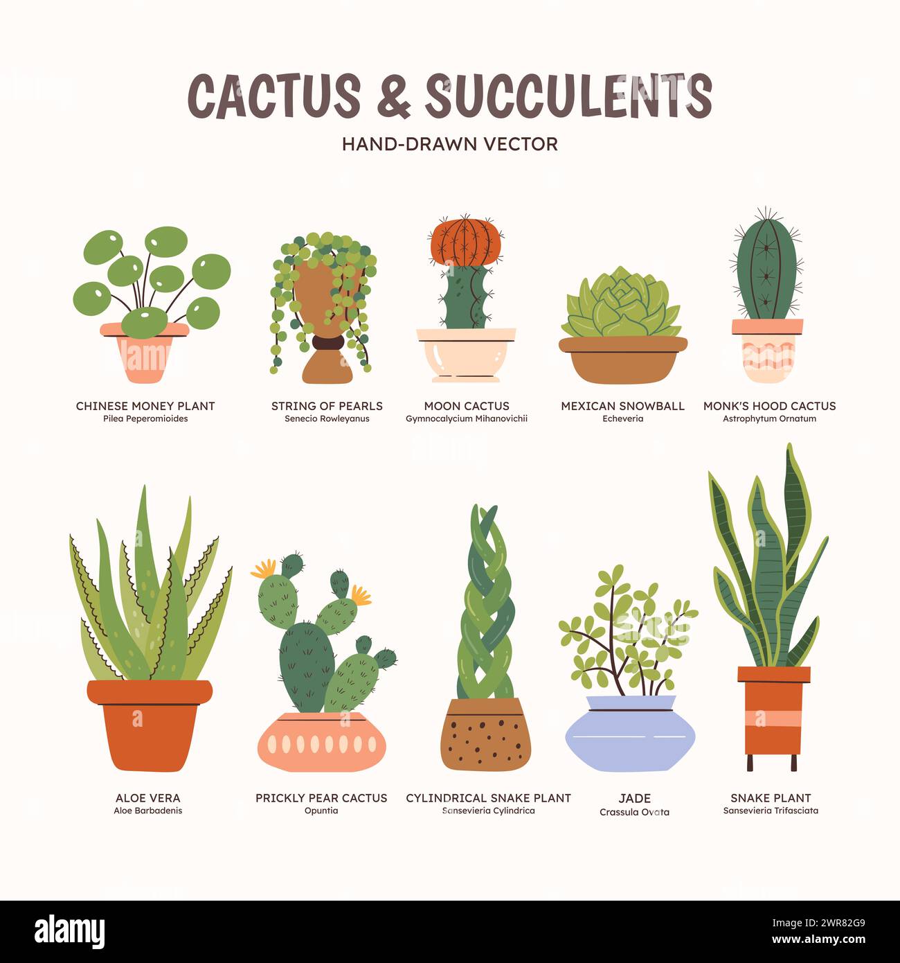 Clipart ensemble de cactus et plantes succulentes pour les espaces intérieurs. Collection de plantes et de pots. Noms anglais et scientifiques sous le dessin de la plante. Coloris Illustration de Vecteur