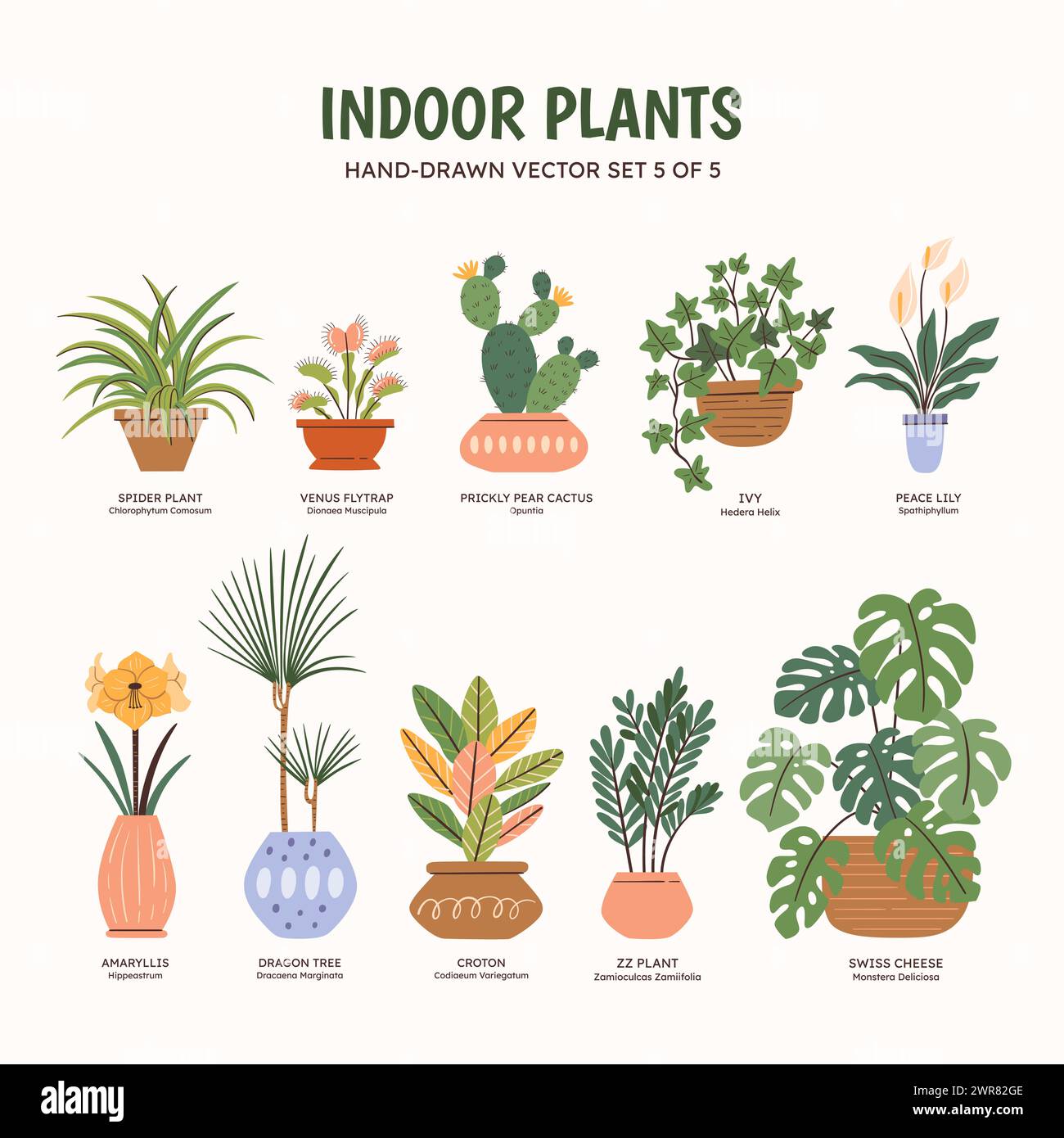 Collection de plantes pour espaces intérieurs. Plantes tropicales, plantes succulentes et cactus. Noms anglais et scientifiques sous le dessin de la plante. Jeu 5 de 5. Colo Illustration de Vecteur