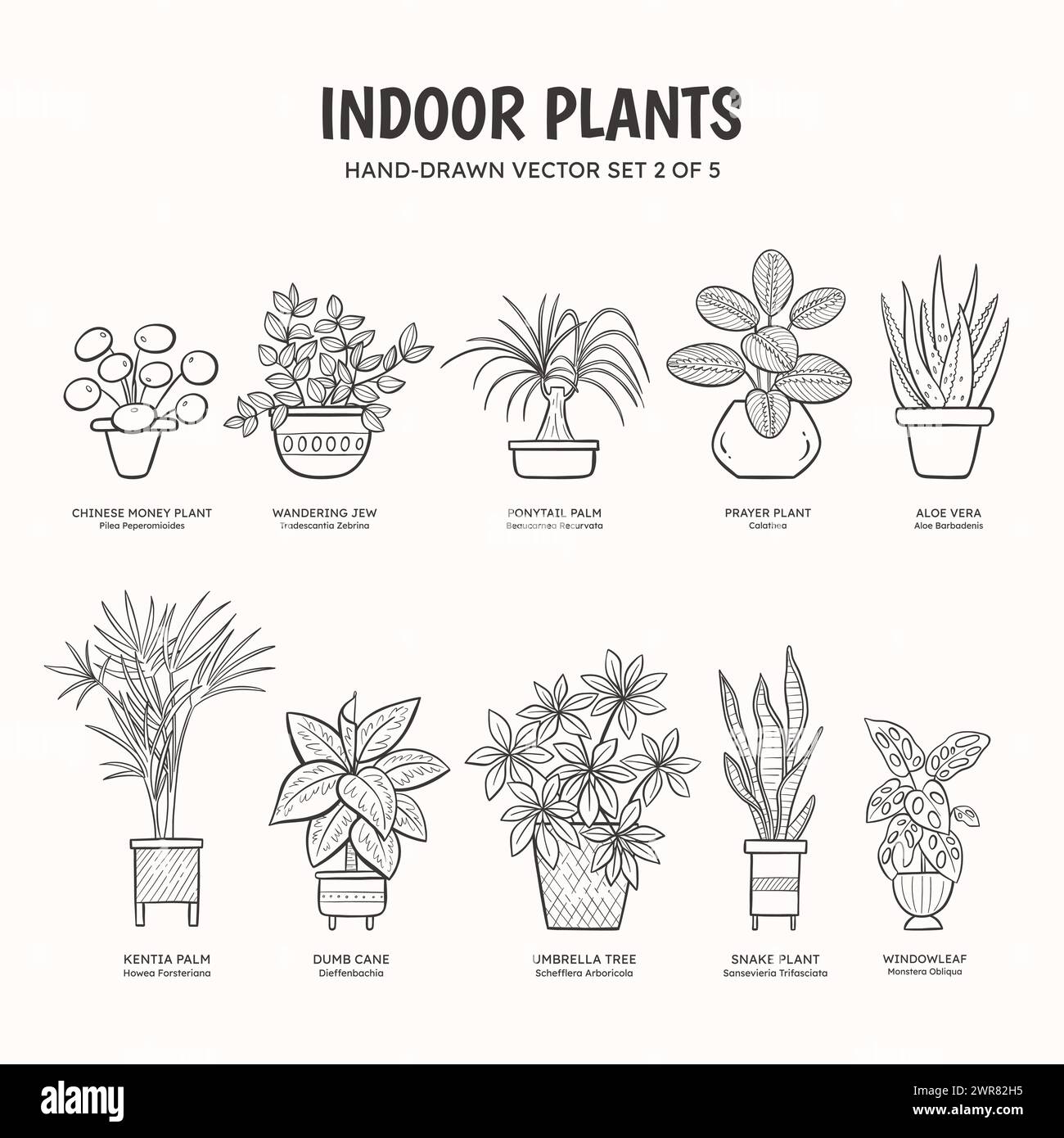 Collection de plantes de doodle pour les espaces intérieurs. Plantes tropicales, plantes succulentes et cactus. Noms anglais et scientifiques sous le dessin de la plante. Jeu 2 de Illustration de Vecteur