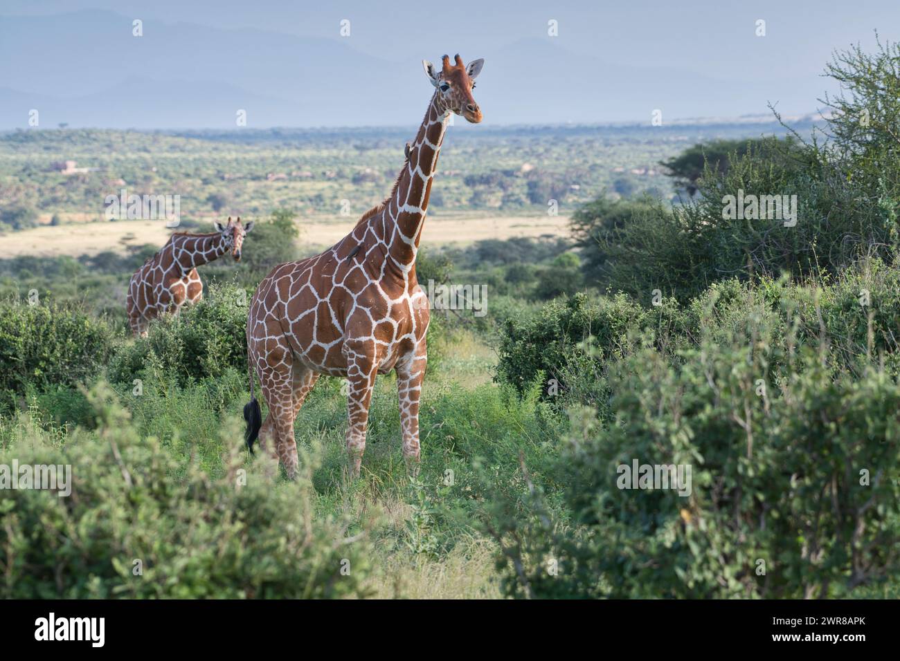 Deux girafes réticulées (Giraffa camelopardalis reticulata) dans la réserve nationale de Samburu, Kenya Banque D'Images