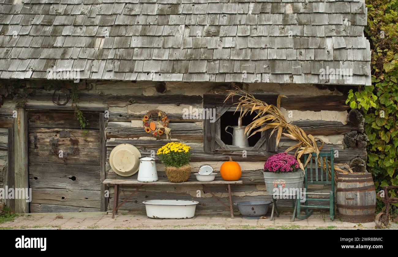 vieux bois carré cabane cabane grange cabane avec décor automne jaune violet jardin mamans fleurissant dans des pots et seaux antiques campagne rurale Banque D'Images