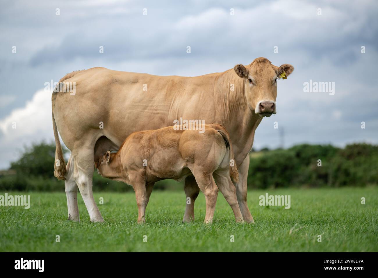 Pedigree Blonde d'Aquataine vache avec veau allaité dans un pâturage. Code Durham, Royaume-Uni. Banque D'Images