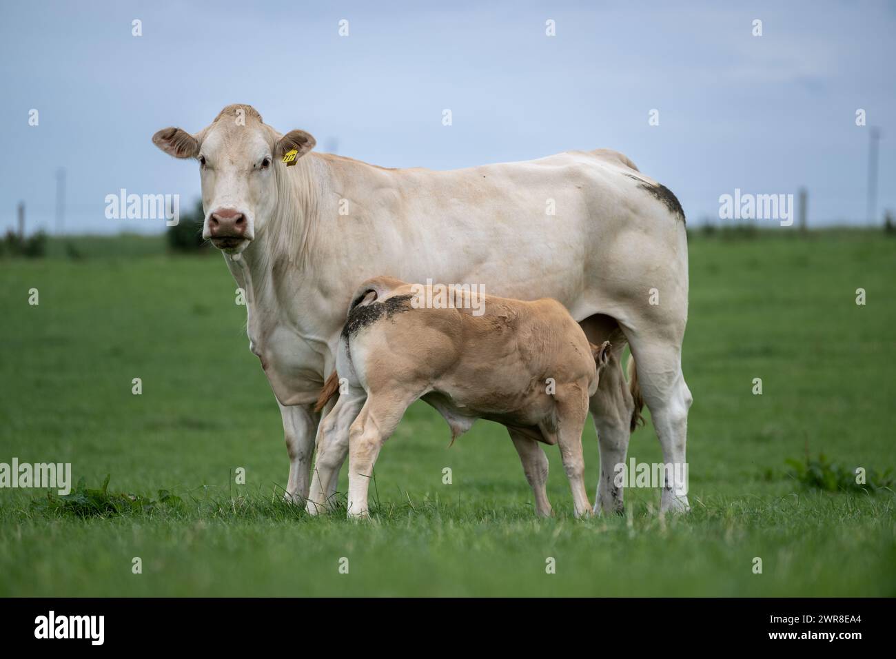 Pedigree Blonde d'Aquataine vache avec veau allaité dans un pâturage. Code Durham, Royaume-Uni. Banque D'Images